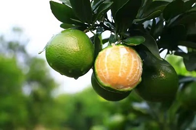 華逸府聯(lián)手德慶皇帝柑，為您帶來入冬的第一口甜~~