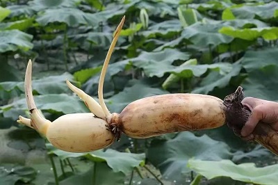 華逸府聯(lián)手湖北洪湖藕、江永芋頭，為您帶來健康原生態(tài)食材